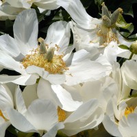 Blooming white flowers