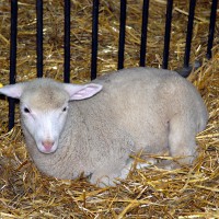 Sheep laying down on hay