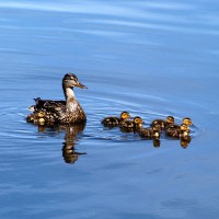 Mallard duck mother with ducklings