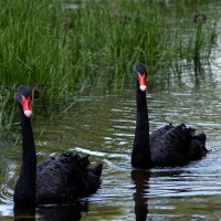 Australian Black Swans (Cygnus atratus) on the Rideau River
