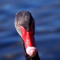 Australian Black Swan (Cygnus atratus) close-up on the Rideau River