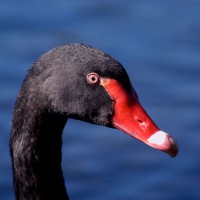 Australian Black Swan (Cygnus atratus) profile