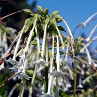 White flowers on top of Woodland Tobacco plant (Nicotiana sylvestris)
