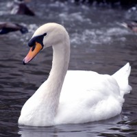 Royal Mute White Swan (Cygnus olor) on Rideau River