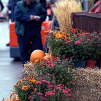 Worker standing near pumpkins and flowers