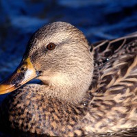 Female anas platyrhynchos mallard duck on Rideau River