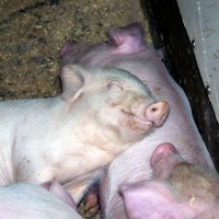 Baby pigs sleeping