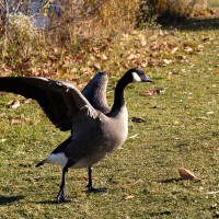 Canadian goose stretching its wings