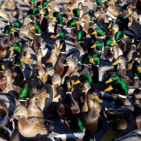 Lots of mallard ducks