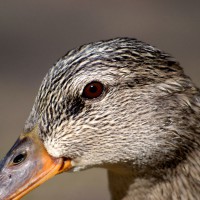 Female mallard duck close-up profile