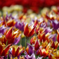 Multi-coloured tulips at Ottawa`s annual Tulip Festival