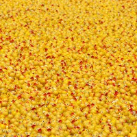 Thousands of ducks on the Rideau Canal during the annual Duck Race