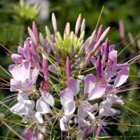 Rocky Mountain Bee Plant (Cleome serrulata)