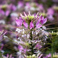 Rocky Mountain Bee Plant (Cleome serrulata)