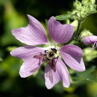 Bee on purple geranium flower (Geranium viscosissimum)