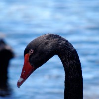 Australian Black Swan profile (Cygnus atratus)