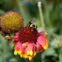 Bee on Indian Blanket flower (Gaillardia pulchella)