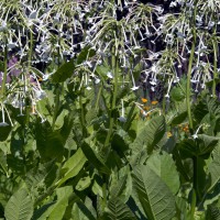 Woodland Tobacco plant (Nicotiana sylvestris)