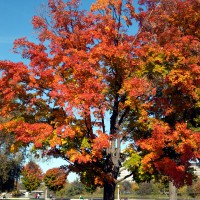 Maple tree during fall day in Strathcona Park