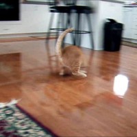 2008/12/26 - Kreamer chasing laser light