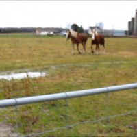 2011/11/30 - Winzor and Bochi with Belgian Draft horses