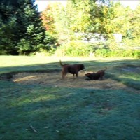 2012/09/27 - Winzor and Bochi in their sandbox