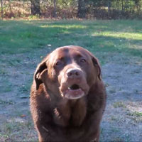2025/10/12 - Winburg barking