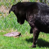 2026/05/20 Indy meeting Nessie