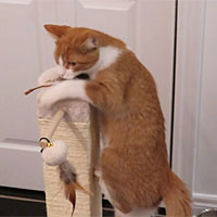 2026/08/12 - Tanjiro scratch post