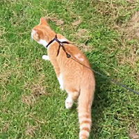 2026/08/30 - Tanjiro outdoor walk