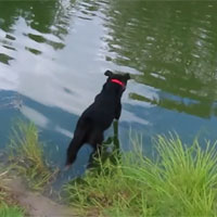 2026/09/16 - Indy diving and retrieving